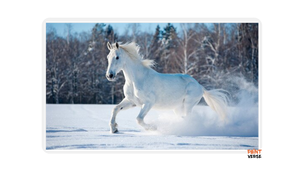 Wild White Horse Dog Animal Landscape Canvas Painting Scandinavian