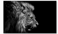 Black and White Horse Lion Tiger Canvas Art Painting Posters and Prints