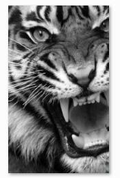 Black and White Horse Lion Tiger Canvas Art Painting Posters and Prints