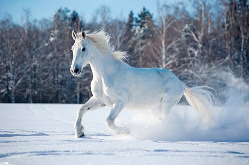 Wild White Horse Dog Animal Landscape Canvas Painting Scandinavian