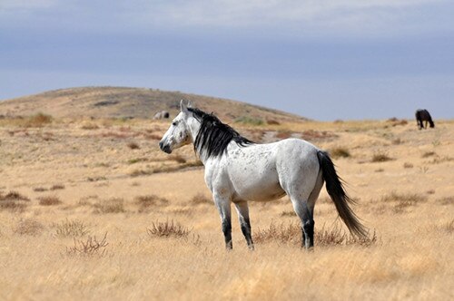 Wild White Horse Dog Animal Landscape Canvas Painting Scandinavian