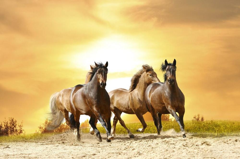 European Running Horses Animal Landscape Painting on Canvas Wall Art Picture